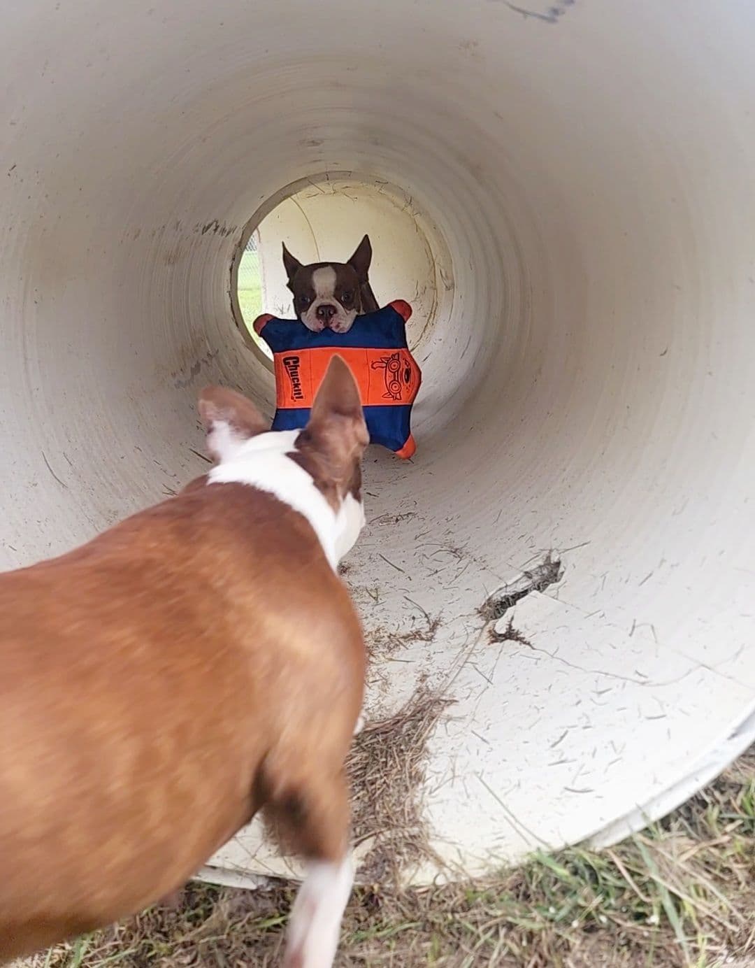 Boston Terrier Puppies breeder image 5
