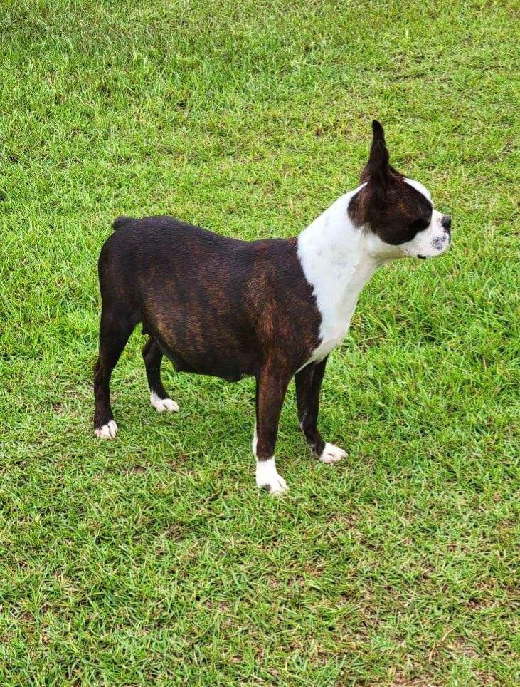 Boston Terrier Puppies breeder image 13