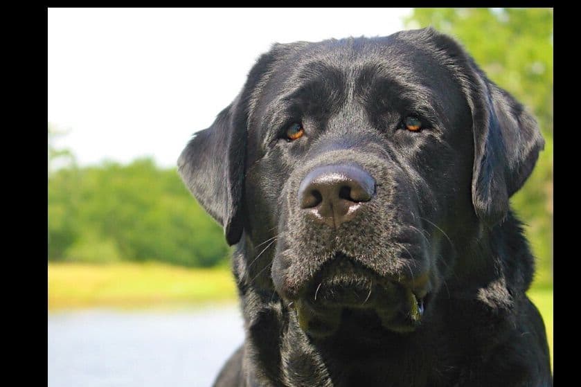 Labrador Retriever Puppies breeder image 7