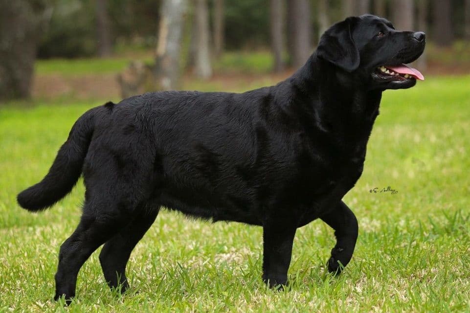 Labrador Retriever Puppies breeder image 6