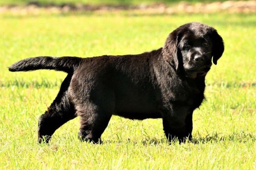 Labrador Retriever Puppies breeder image 3