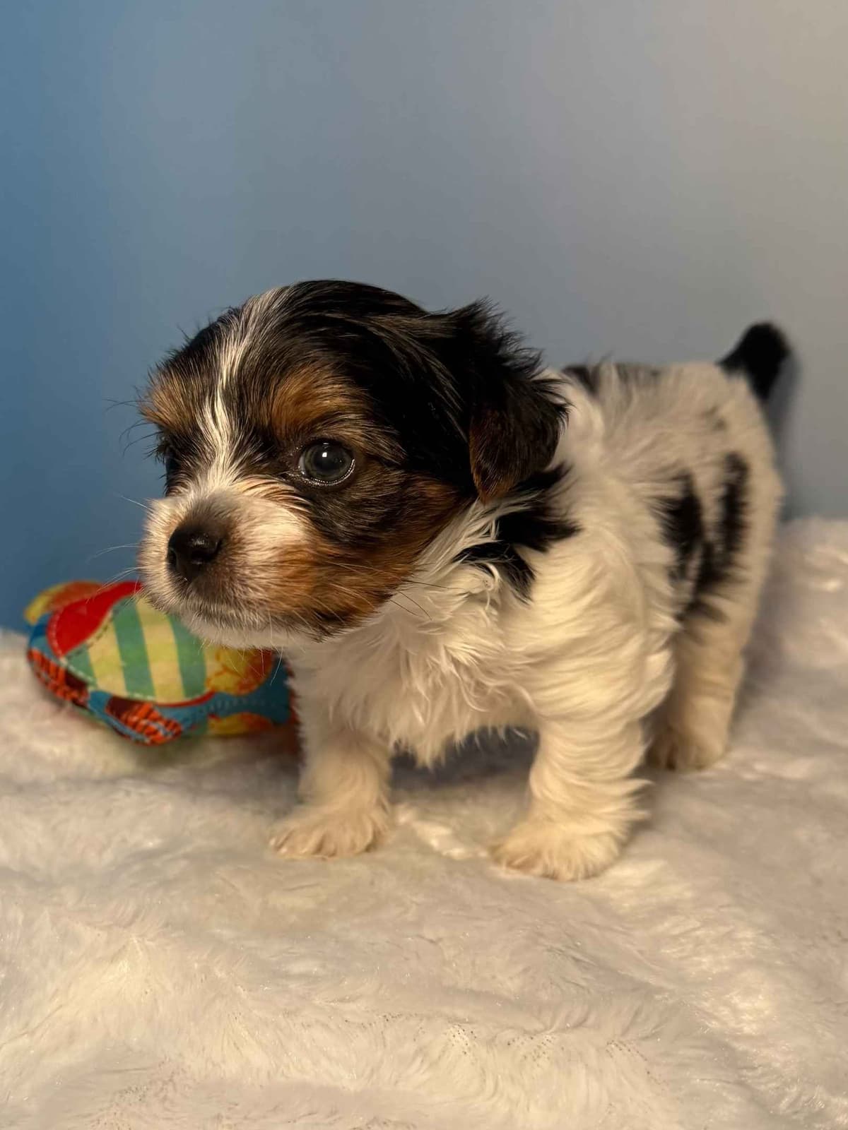 Biewer Terrier Puppies breeder image 19