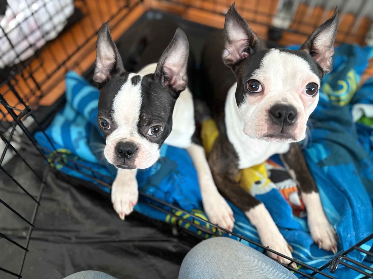 Boston Terrier Puppies breeder image 1