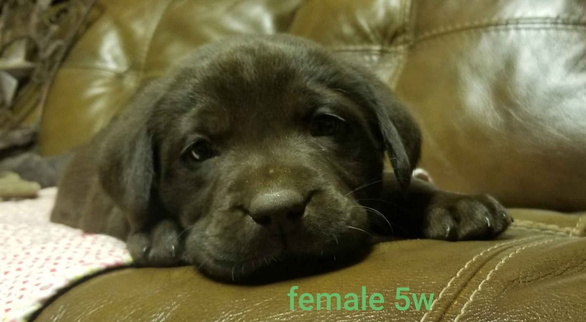 Beautiful Chocolates!! ๐พ๐พ breeder image 7