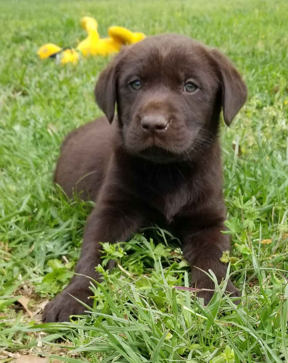 Beautiful Chocolates!! ๐พ๐พ breeder image 15