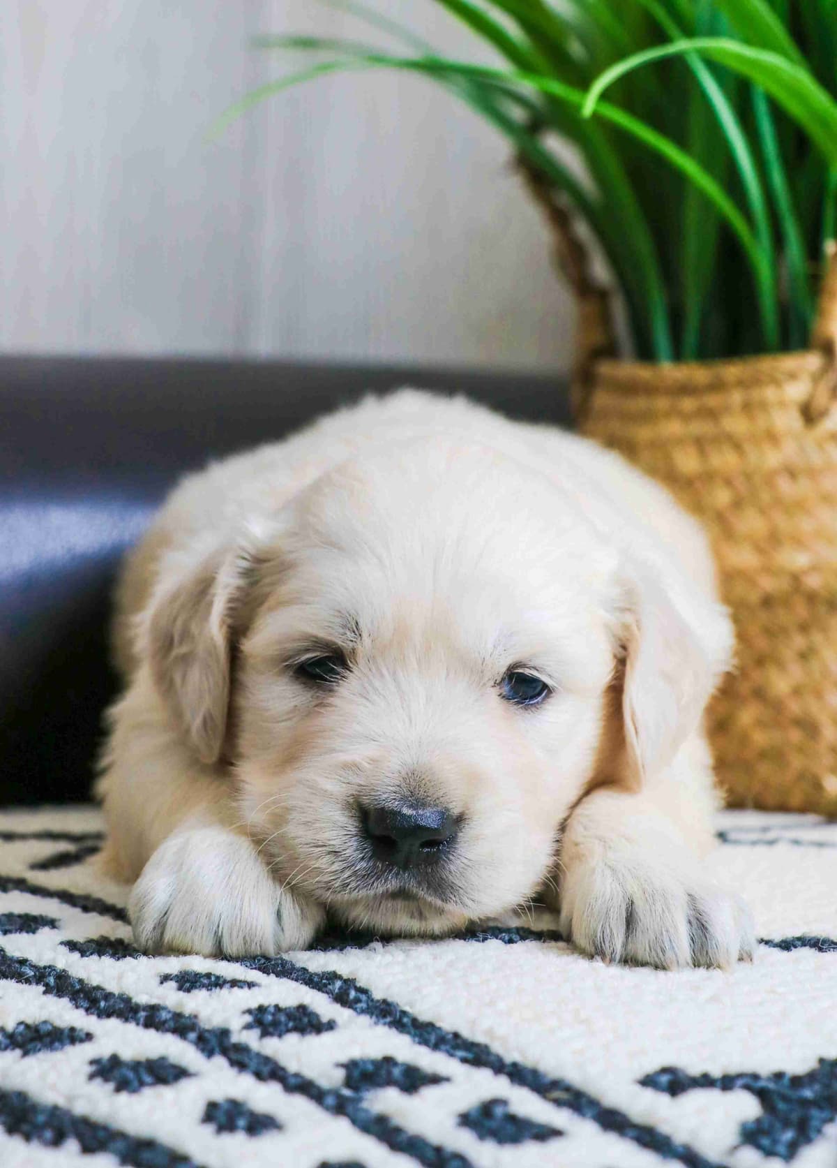 Labrador Retriever Puppies breeder image 3