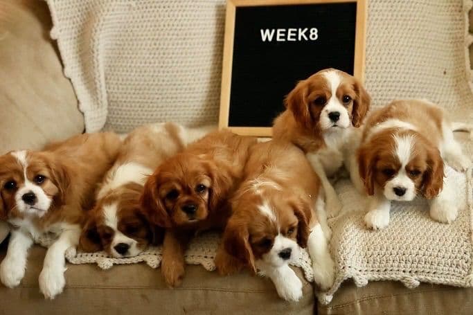 Cavalier King Charles Spaniel Puppies breeder image 14