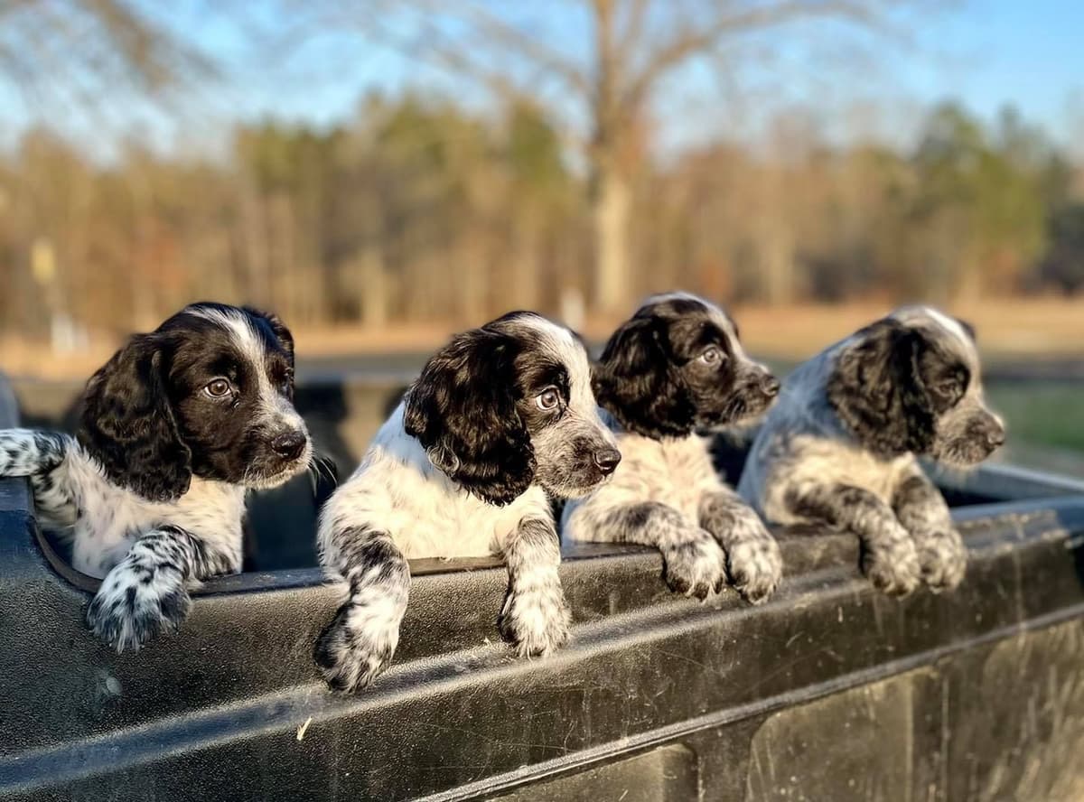 English Cocker Spaniel Puppies breeder image 6
