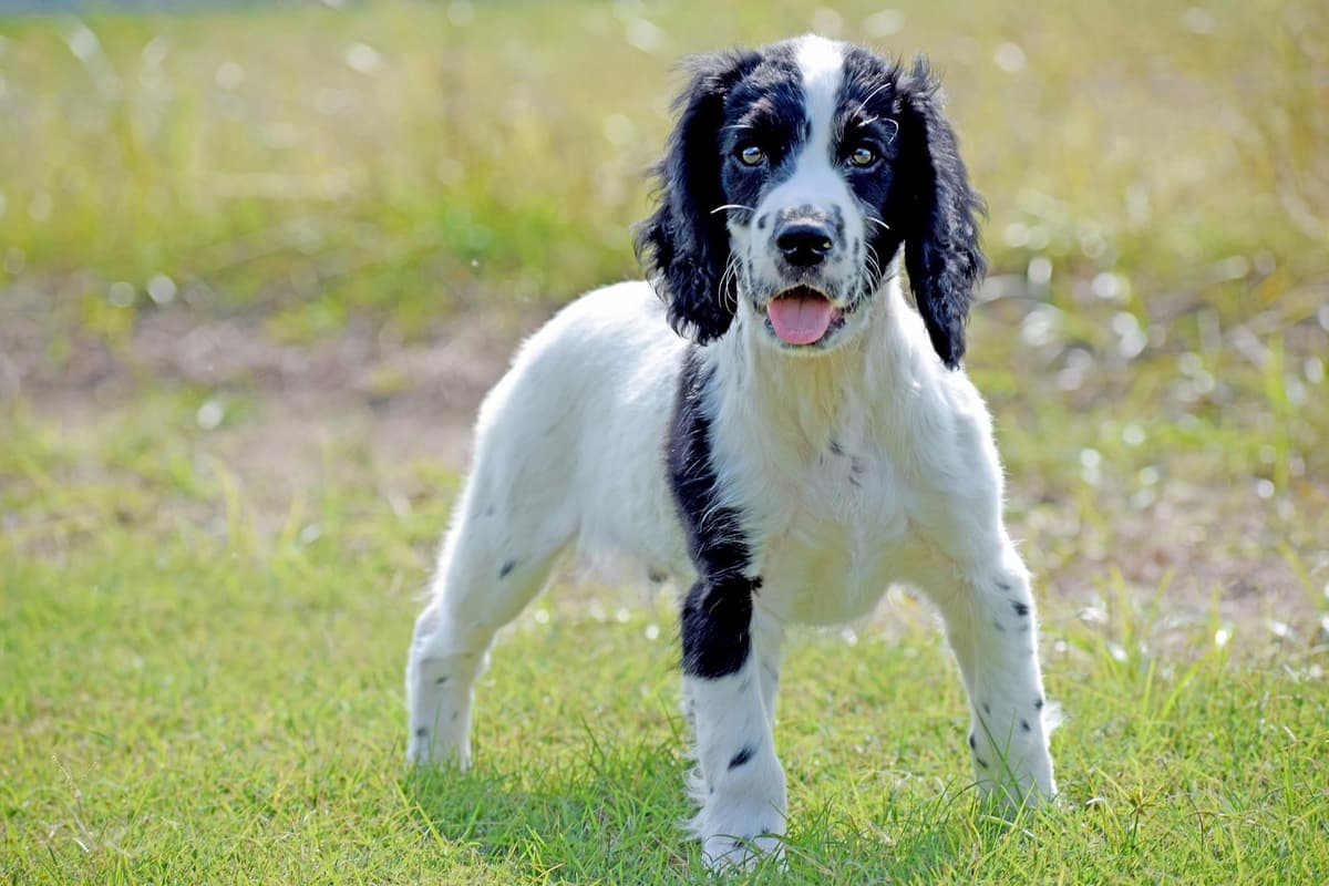 English Cocker Spaniel Puppies breeder image 13