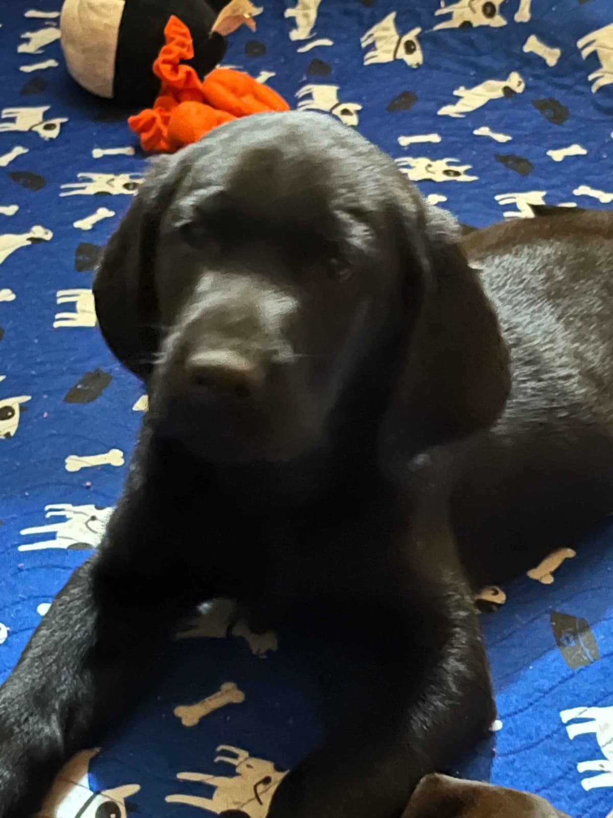 Labrador Retriever Puppies breeder image 2