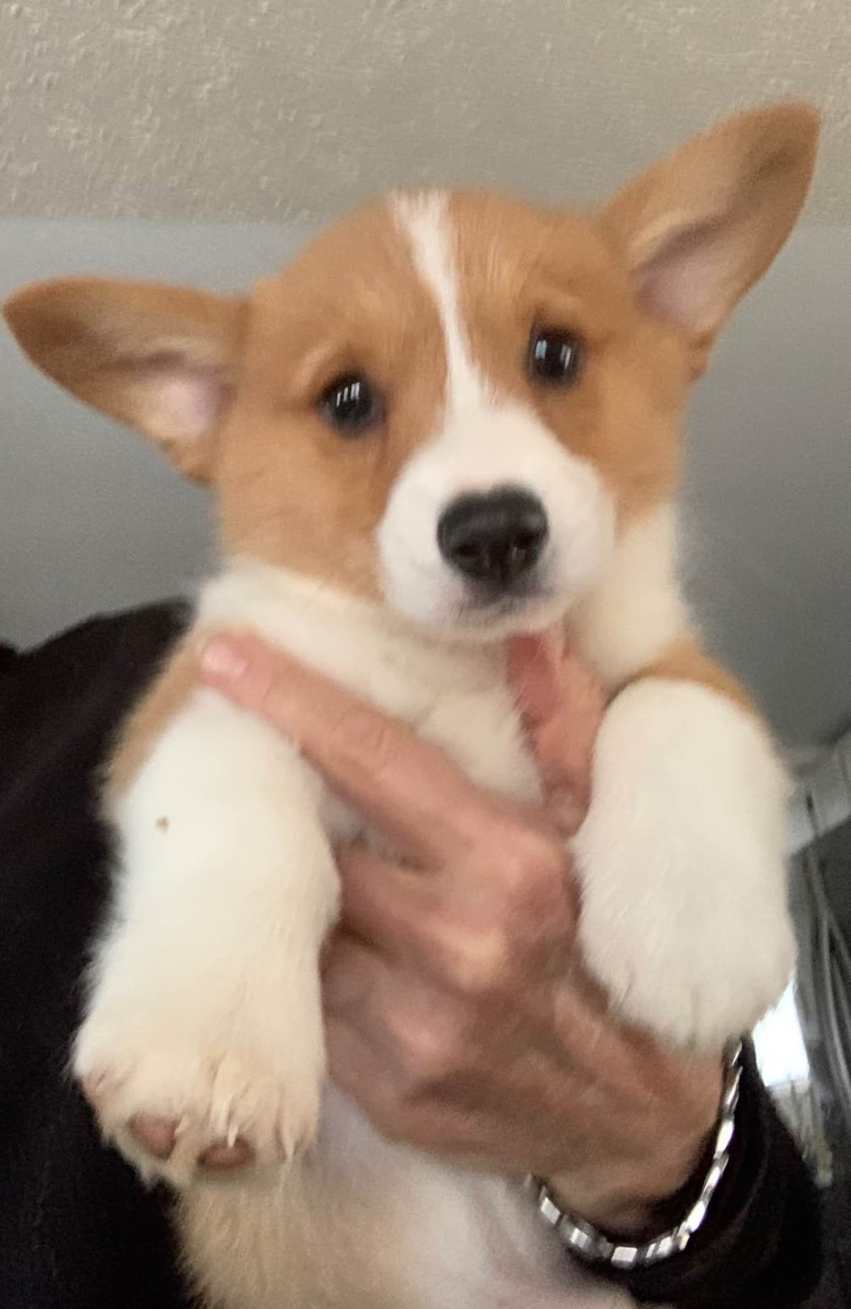 Pembroke Welsh Corgi Puppies breeder image 4