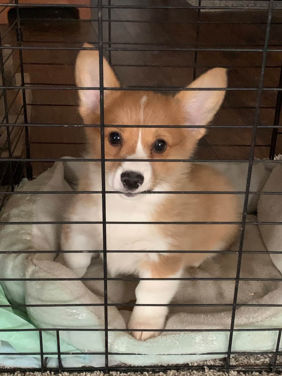 Pembroke Welsh Corgi Puppies breeder image 6