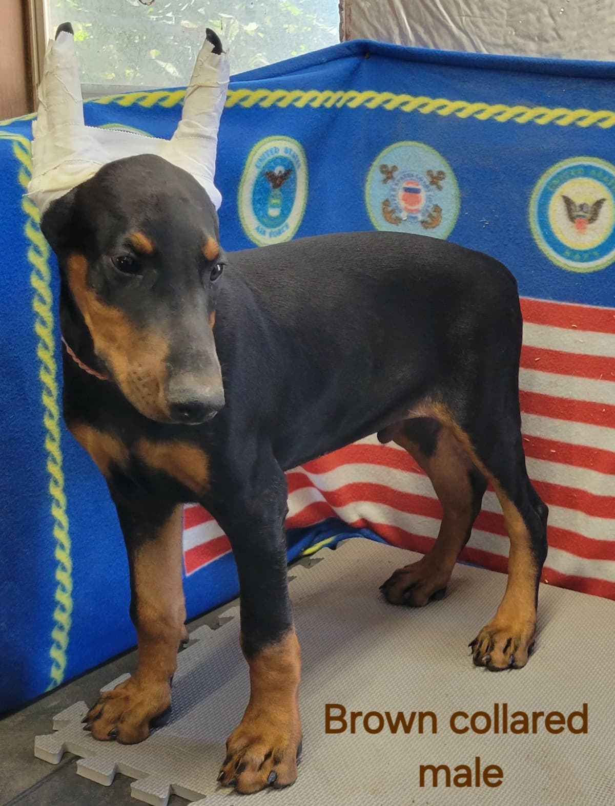 Doberman Pinscher Puppies breeder image 10