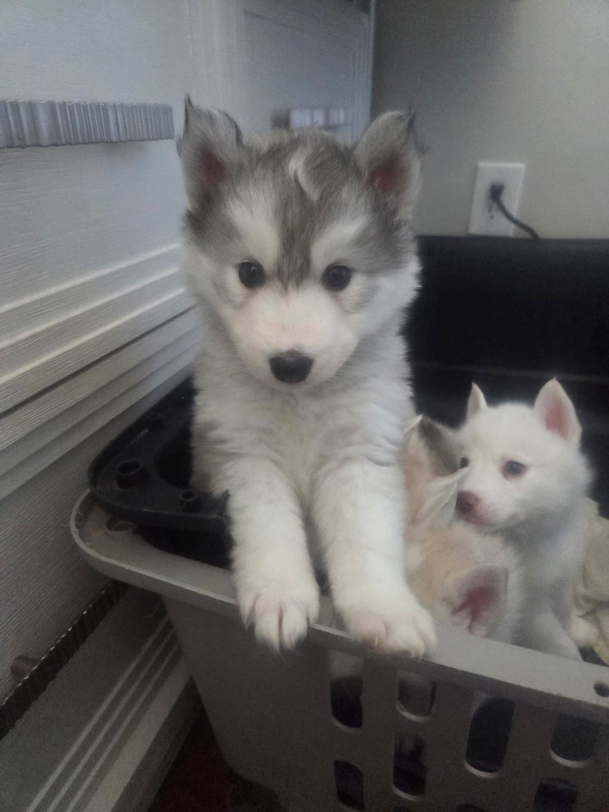 Siberian Husky Puppies breeder image 4