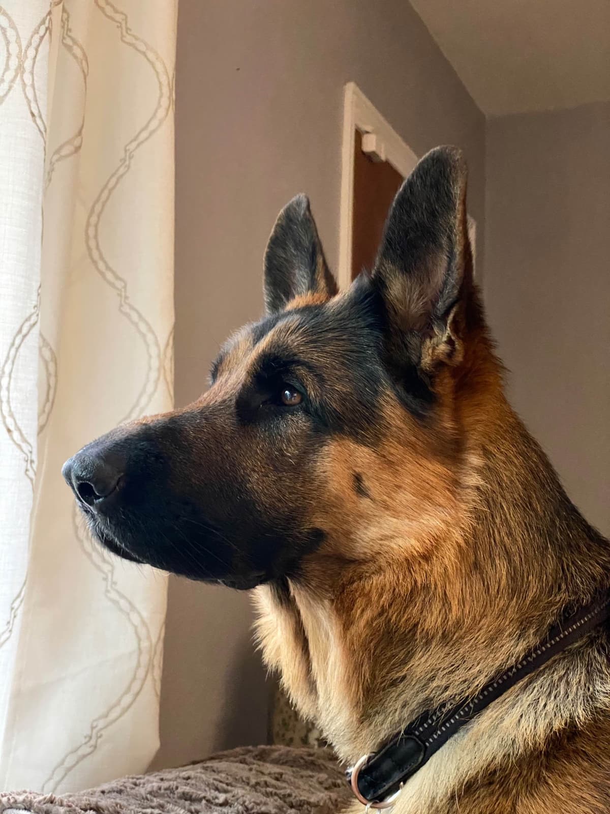 Purebred German Shepherd Puppy breeder image 22