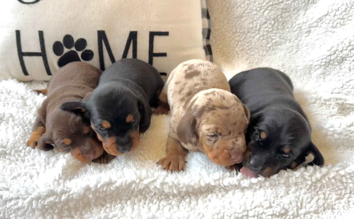 Miniature Short hair Dachshund Puppies breeder image 14