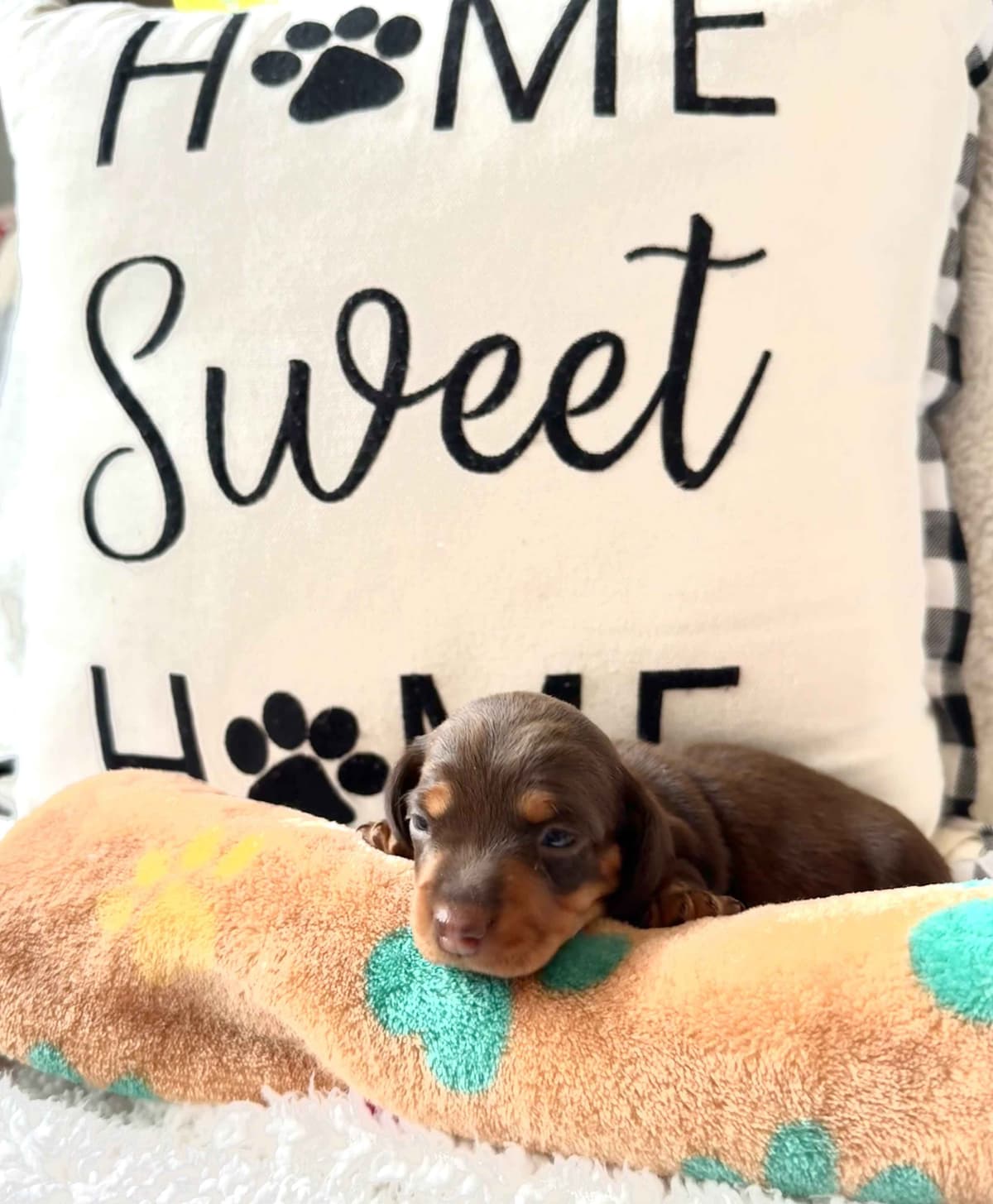 Miniature Short hair Dachshund Puppies breeder image 18