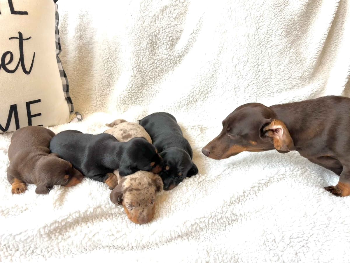 Miniature Short hair Dachshund Puppies breeder image 19