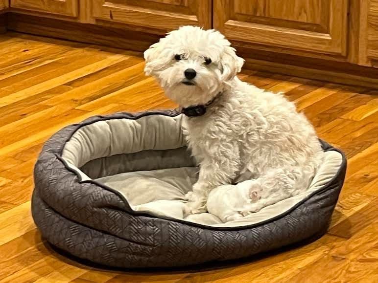 Coton de Tulear Puppies breeder image 14