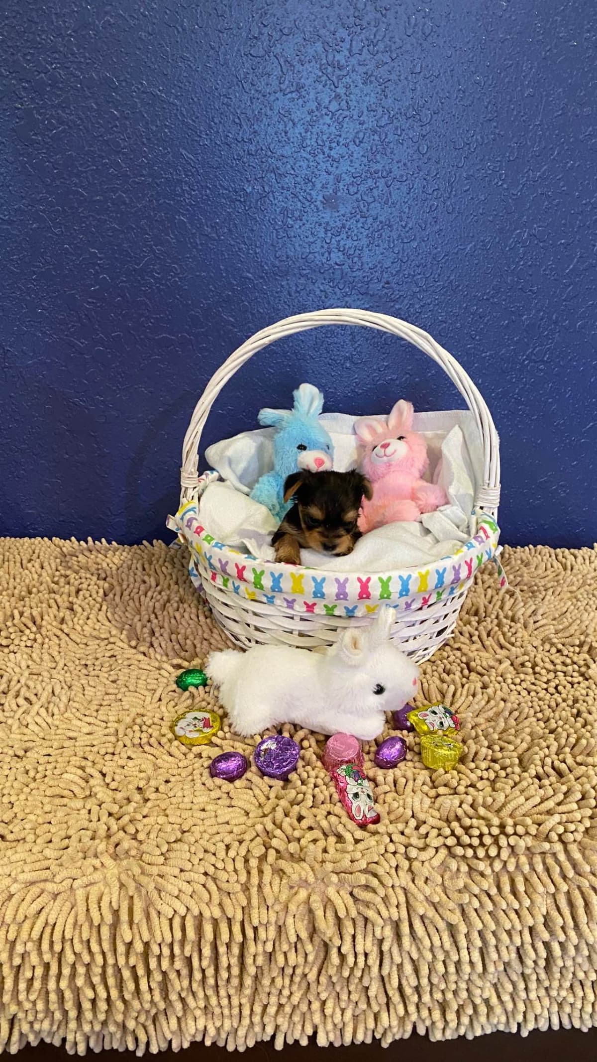 Yorkshire Terrier Puppies breeder image 3