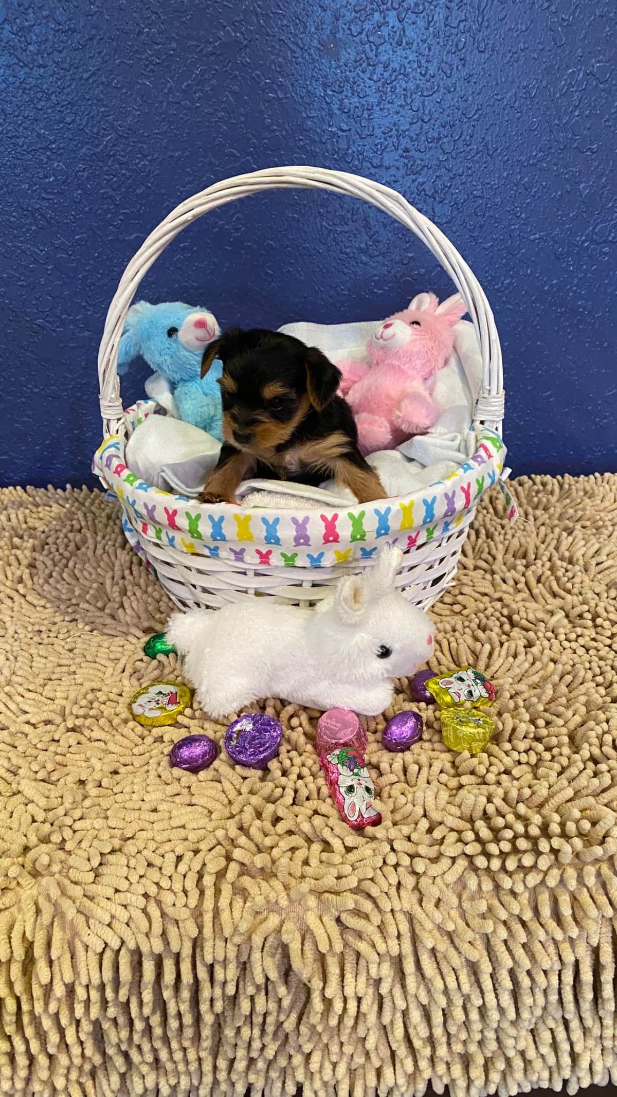 Yorkshire Terrier Puppies breeder image 9