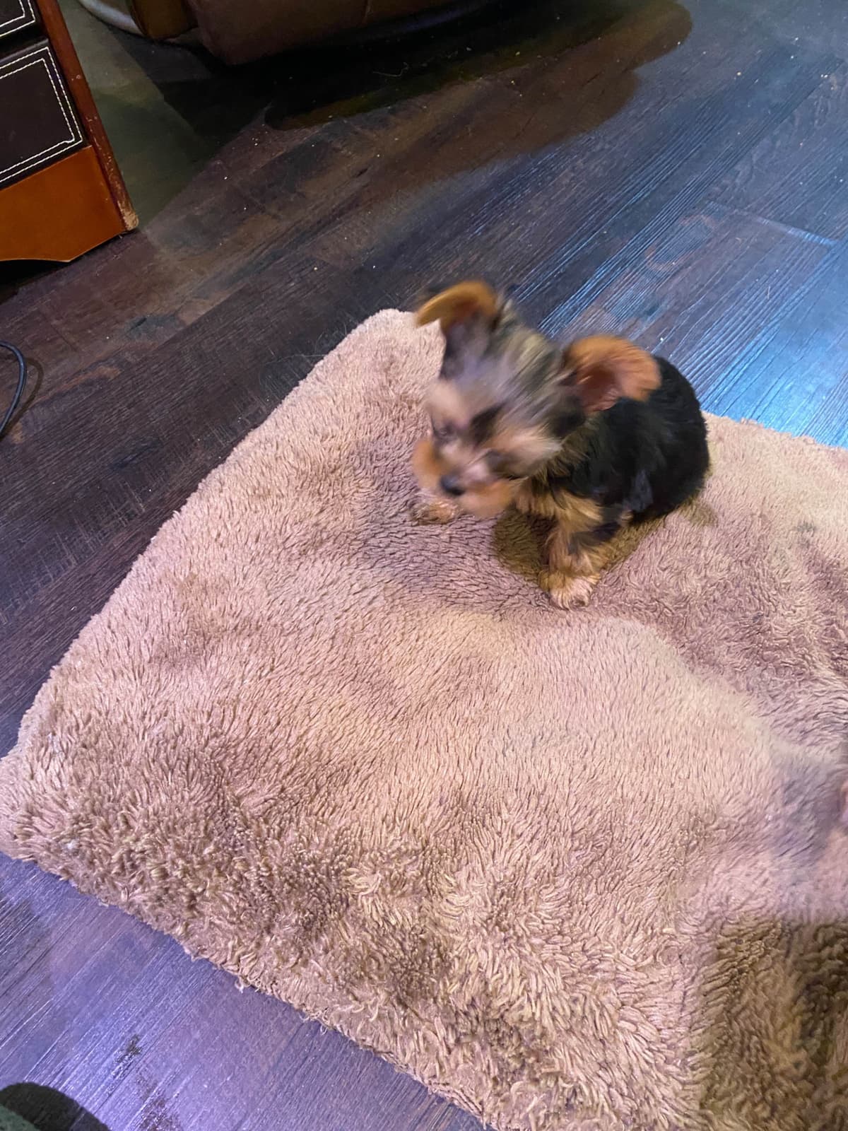 Yorkshire Terrier Puppies breeder image 21