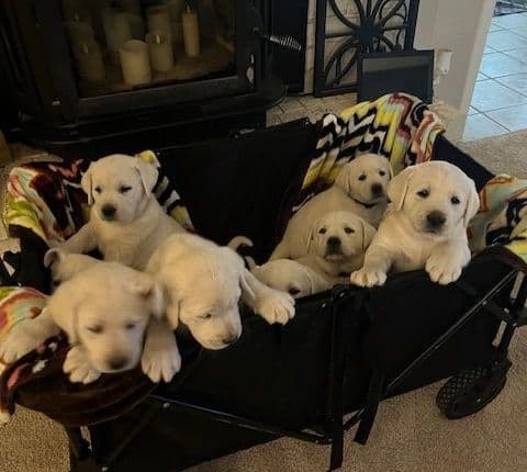 Labrador Retriever Puppies breeder image 15