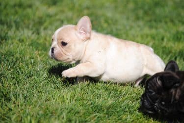Cocker Spaniel Puppies breeder image 35