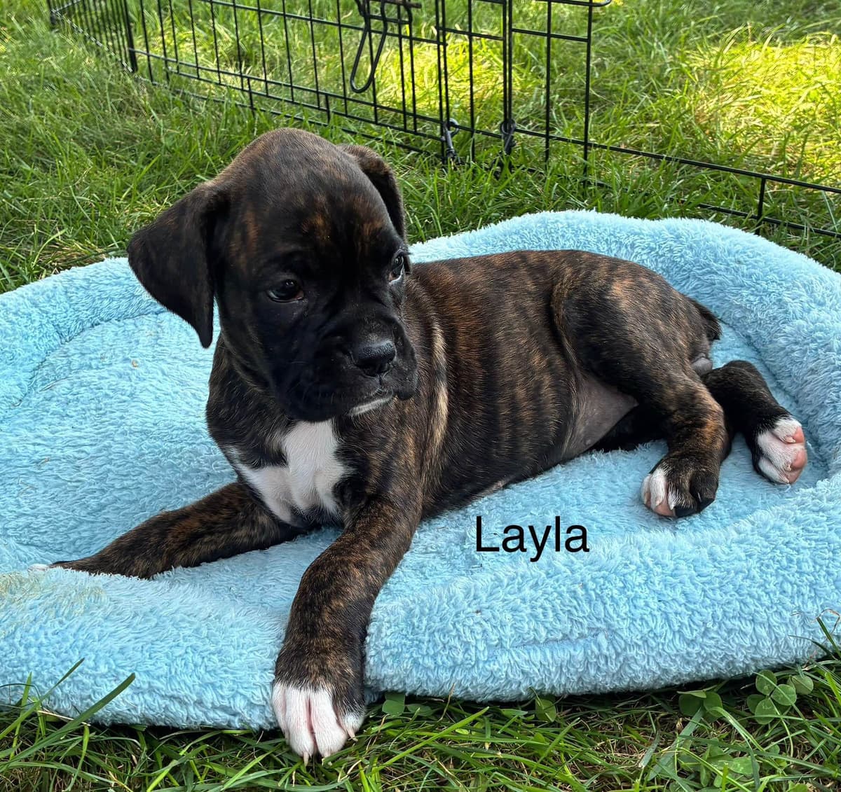 Boxer Puppies breeder image 9