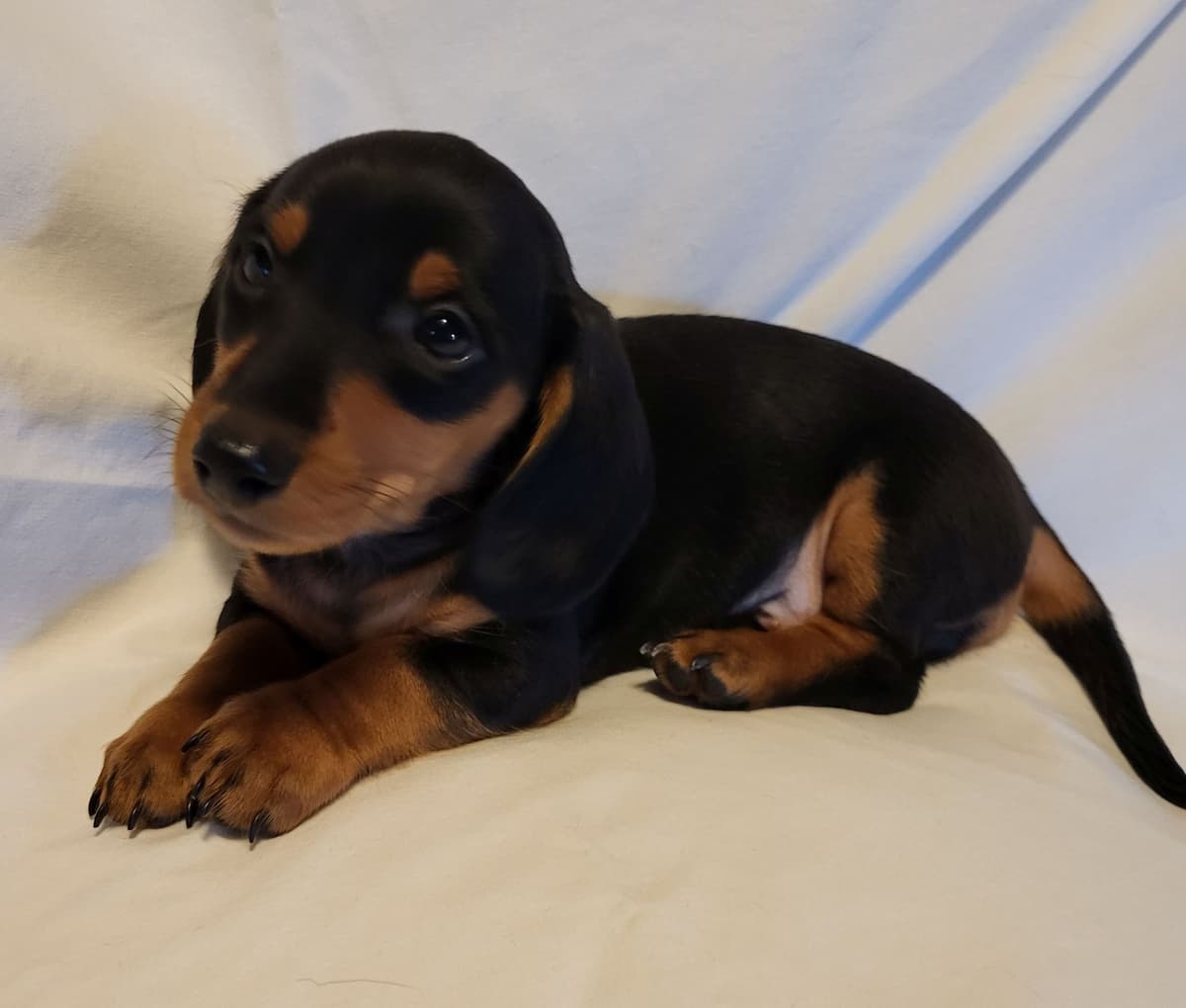 Dachshund Puppies: Reds and Black and Tan breeder image 7