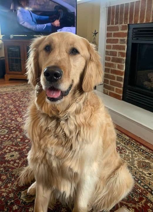 Golden Retriever Puppies breeder image 11