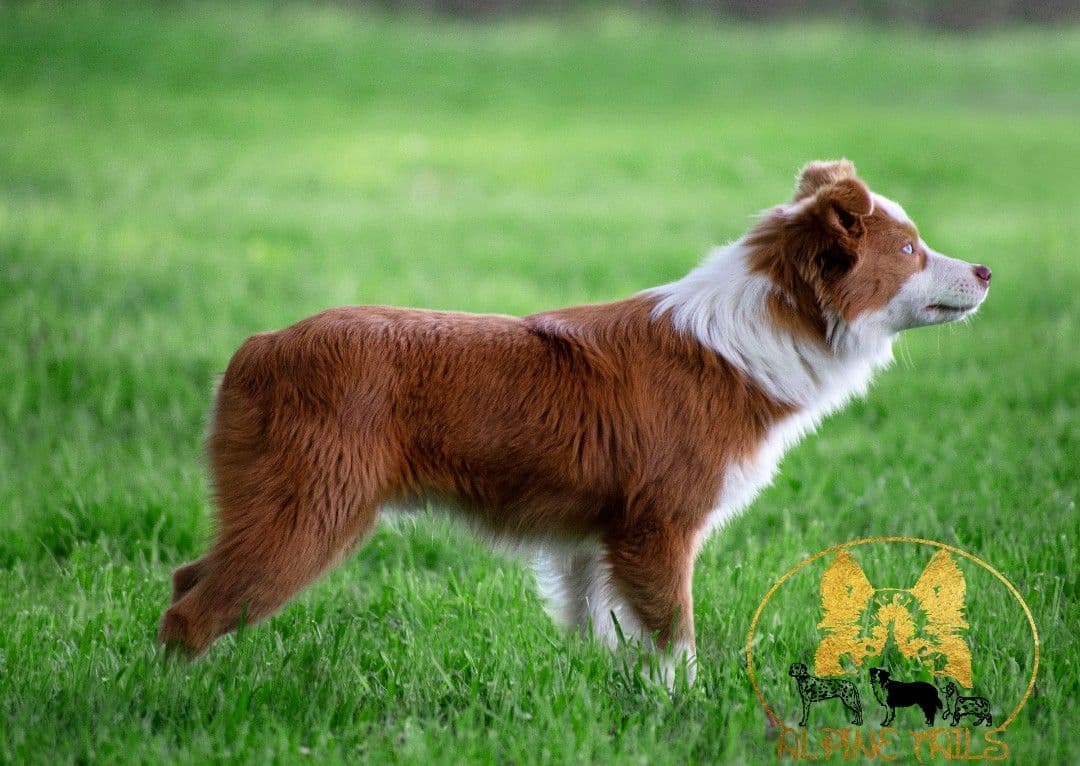 Miniature American Shepherd Puppies breeder image 10