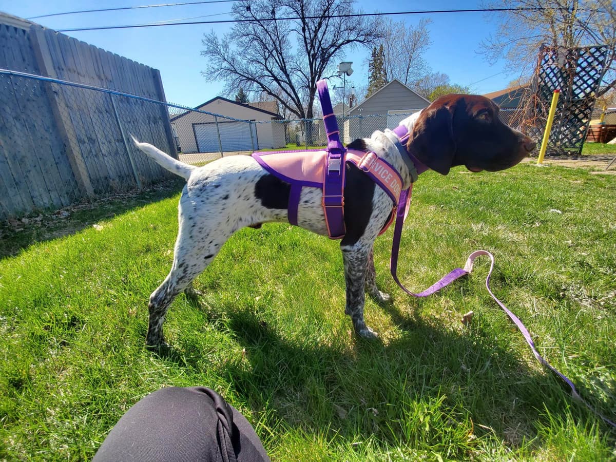 German Shorthaired Pointer Puppies breeder image 25