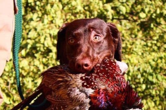 Labrador Retriever Puppies breeder image 9
