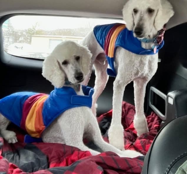 Show Poodles for Pet Homes located in Southwest Wisconsin breeder image 5