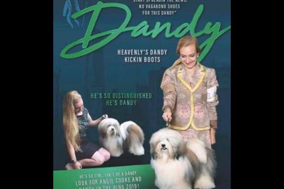Havanese Puppies breeder image 2
