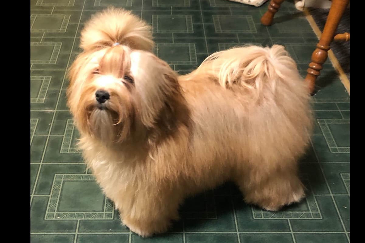 Havanese Puppies breeder image 5