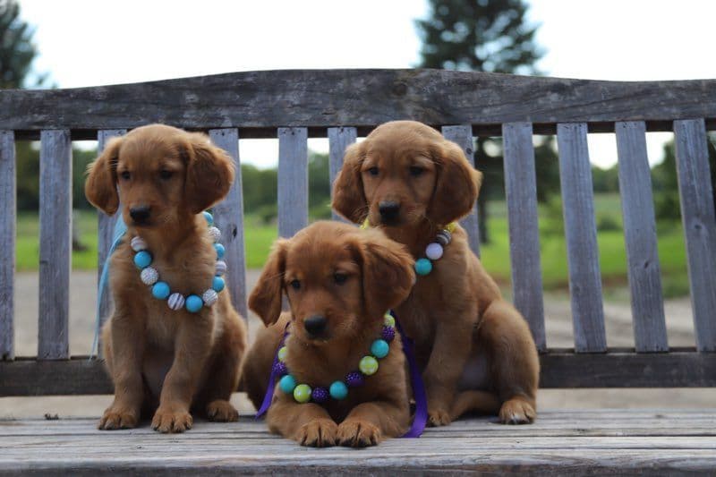 German Shorthaired Pointer Puppies breeder image 16