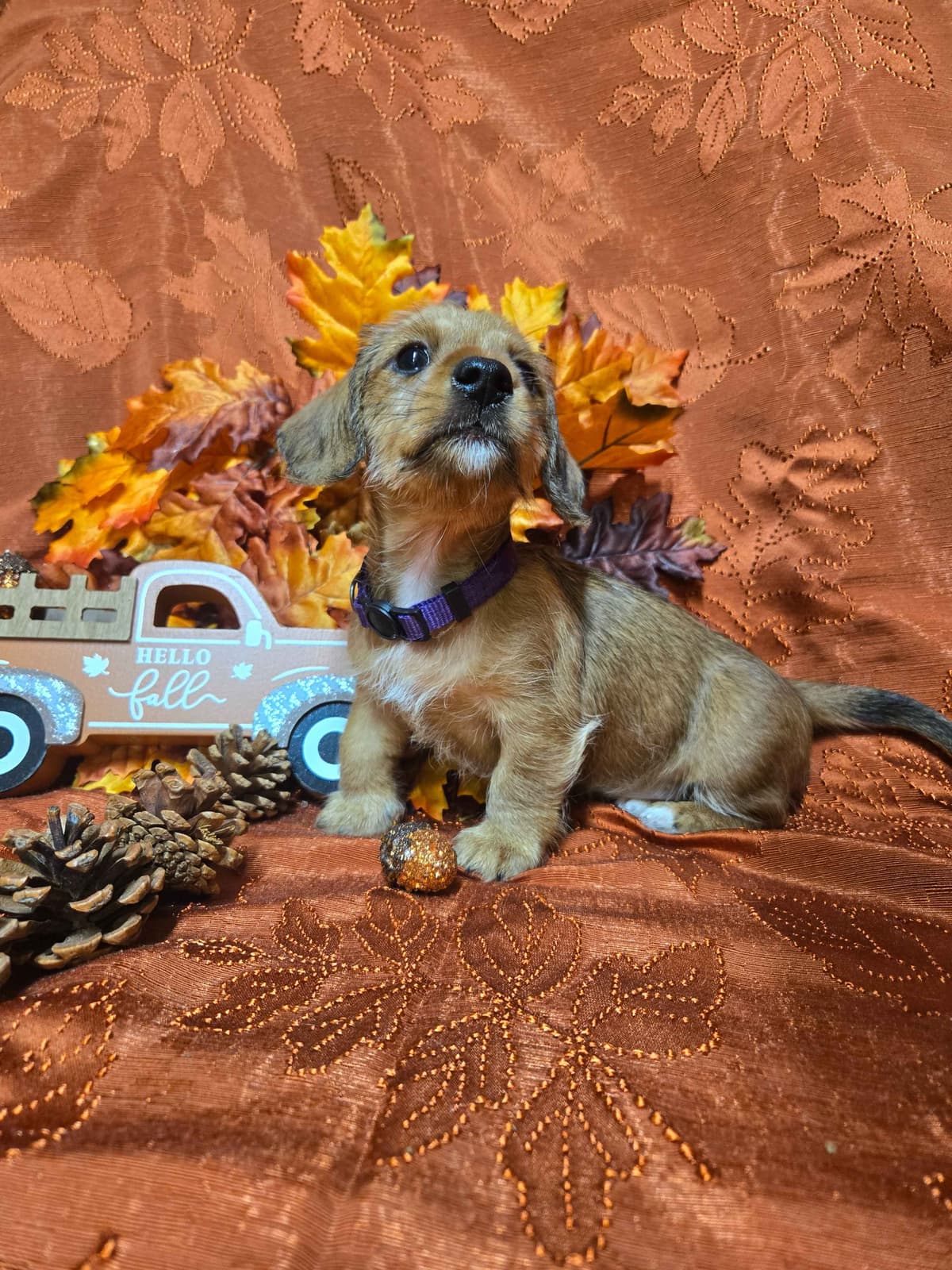 Wirehair Miniature Dachshund puppies breeder image 11