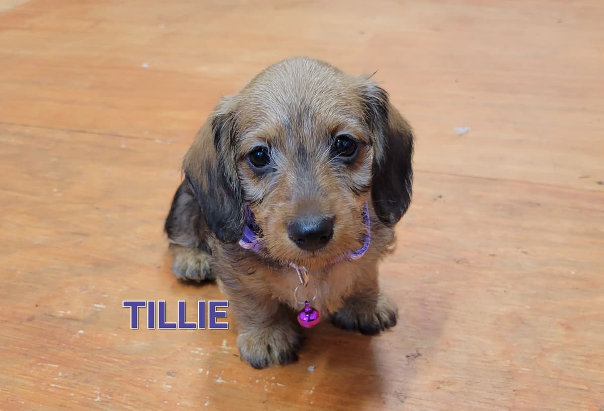 Wirehair Miniature Dachshund puppies breeder image 15