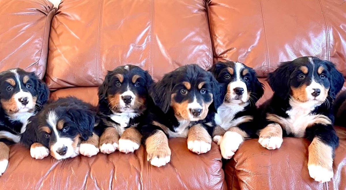 Bella Bernese- option for Boston pickup breeder image 3