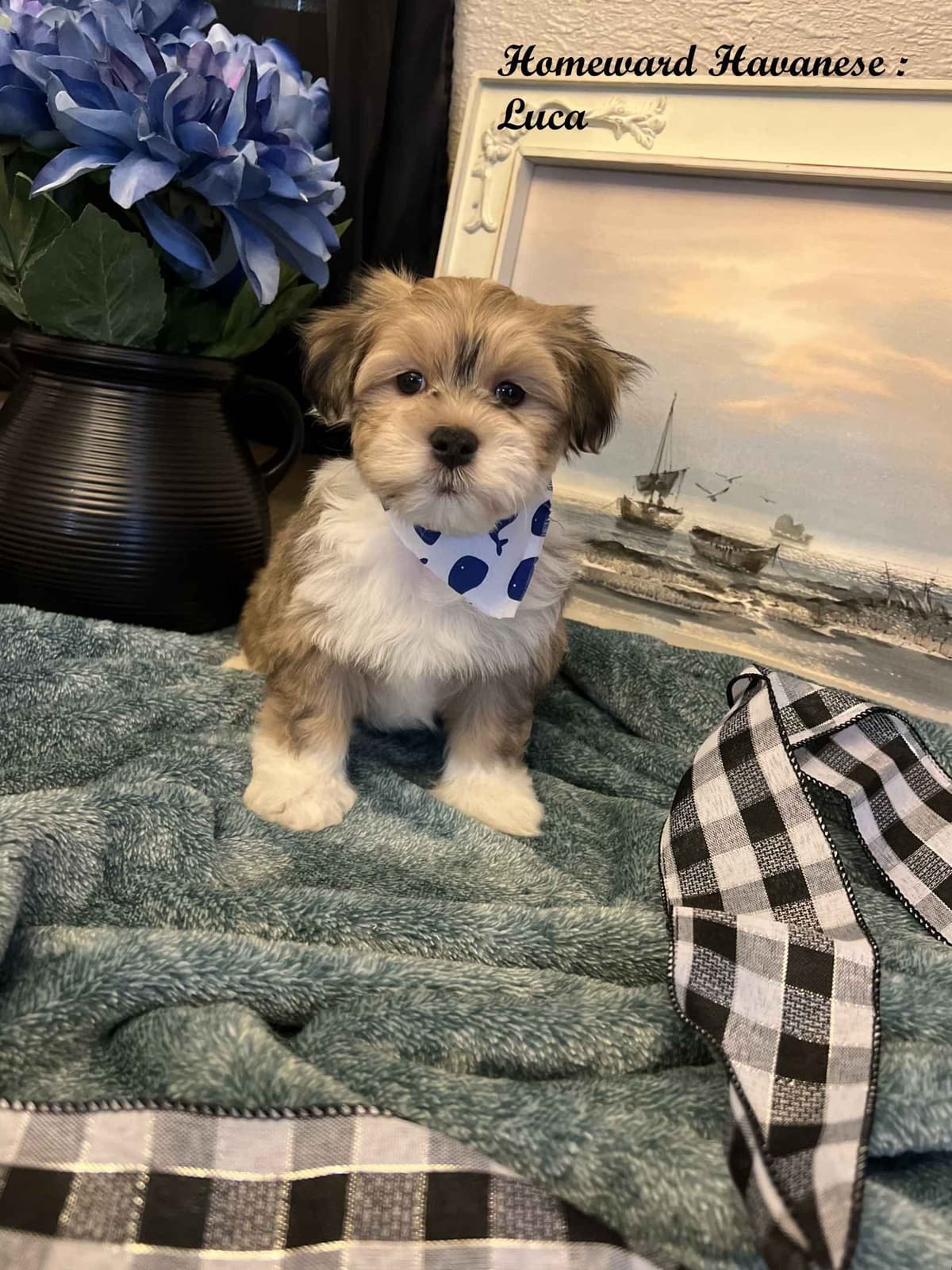 Purebred Havanese Companions - OFA/DNA Health Tested Sire & Dam! breeder image 12
