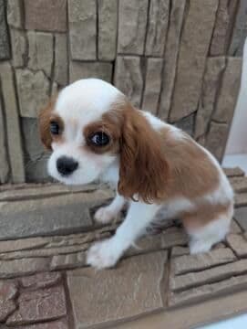 AKC Cavalier King Charles Spaniel Puppies breeder image 19
