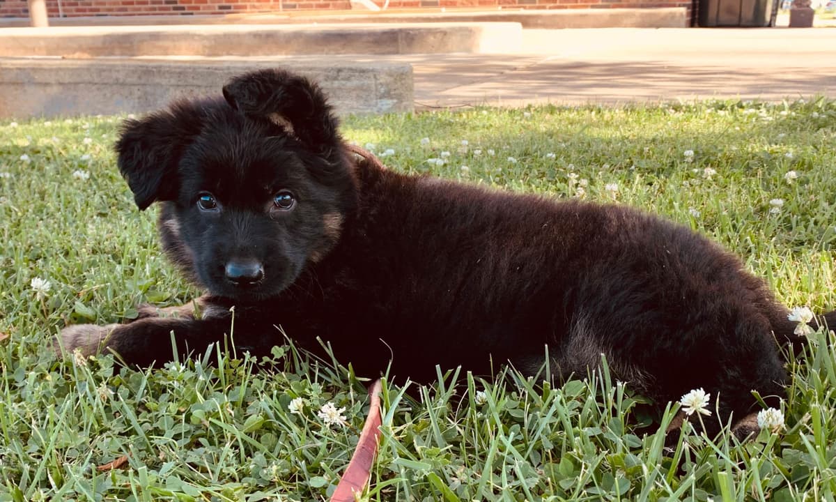 Longcoat German shepherd puppies breeder image 23
