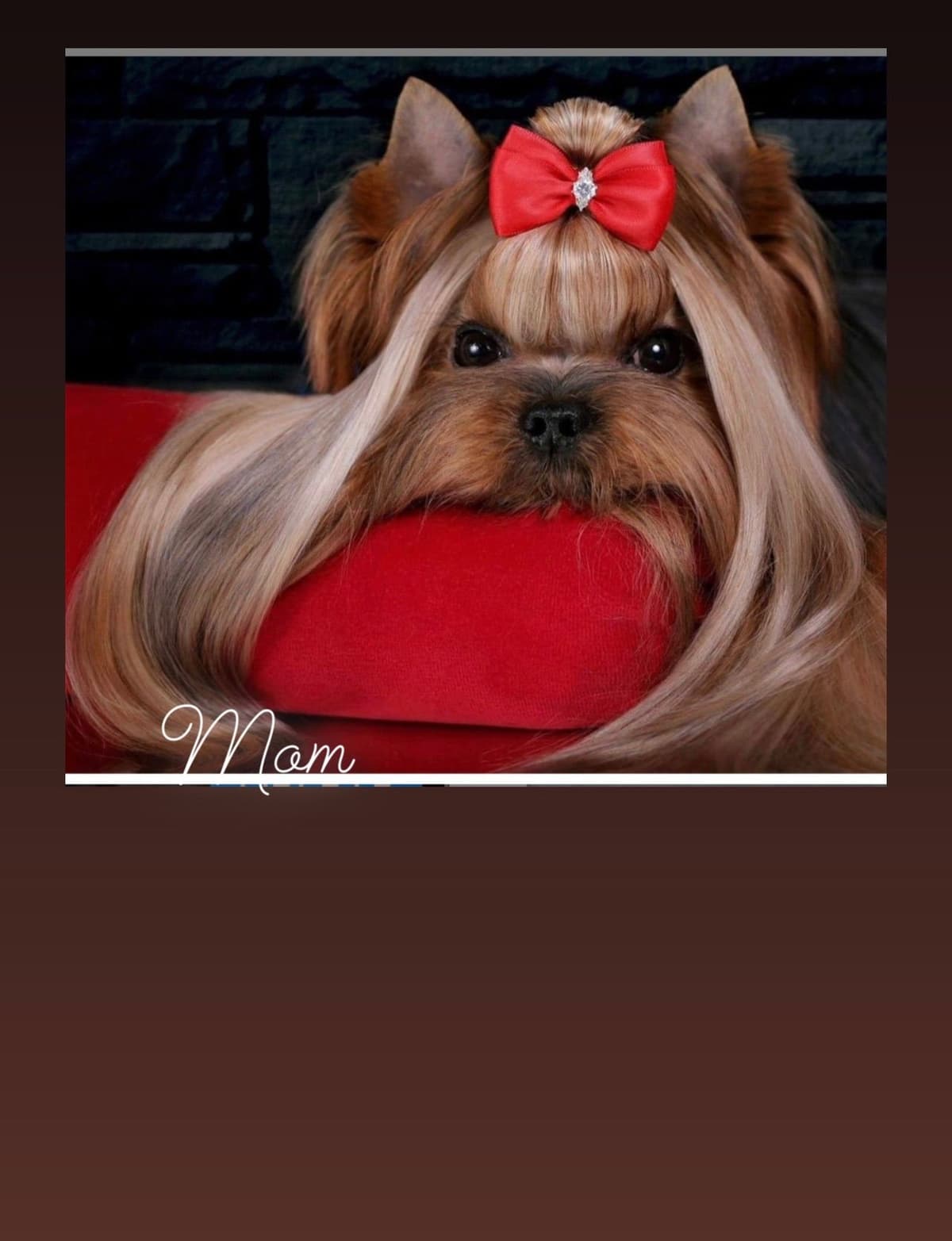 Yorkshire Terrier Puppies breeder image 2