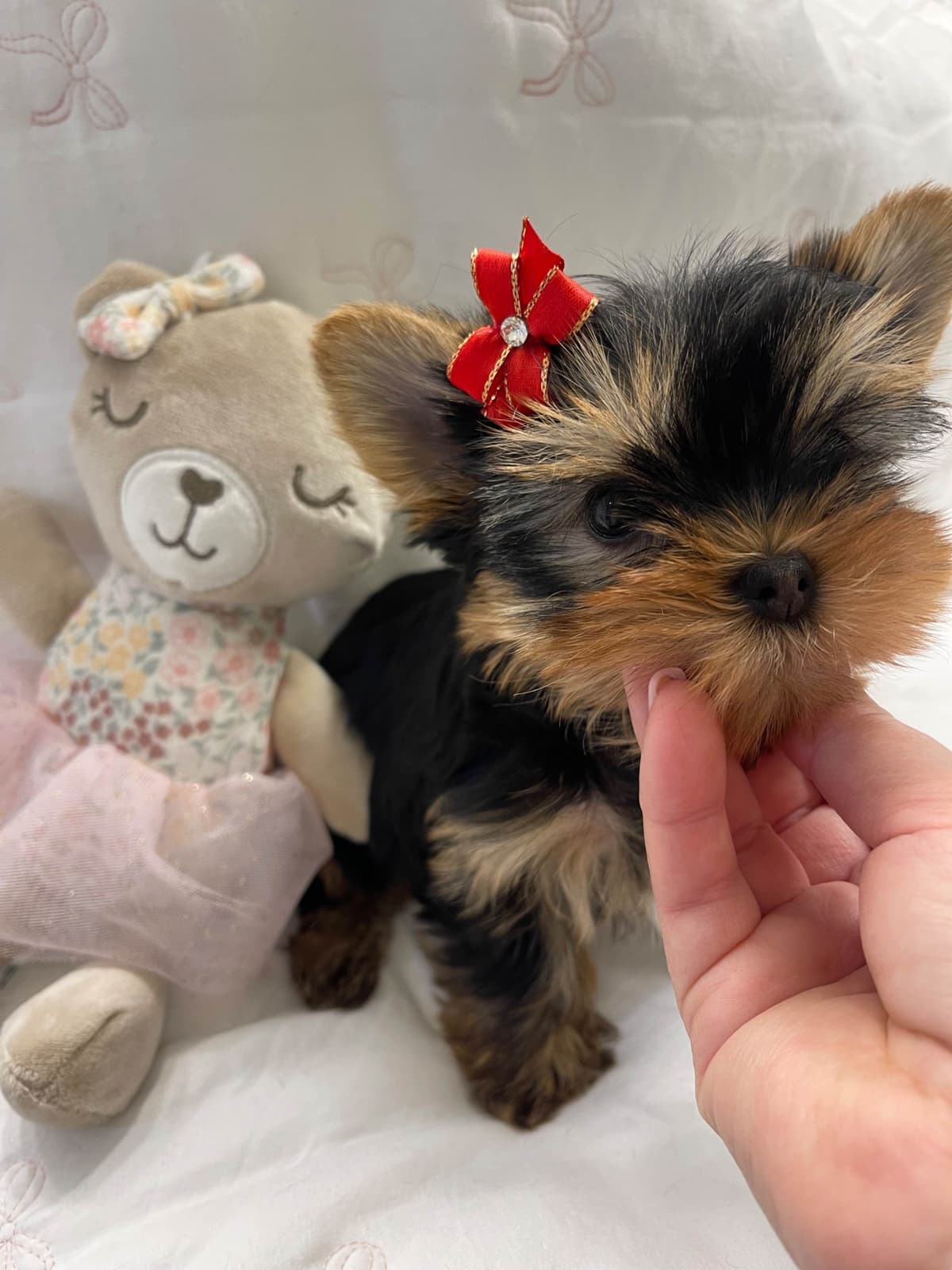 Yorkshire Terrier Puppies breeder image 15