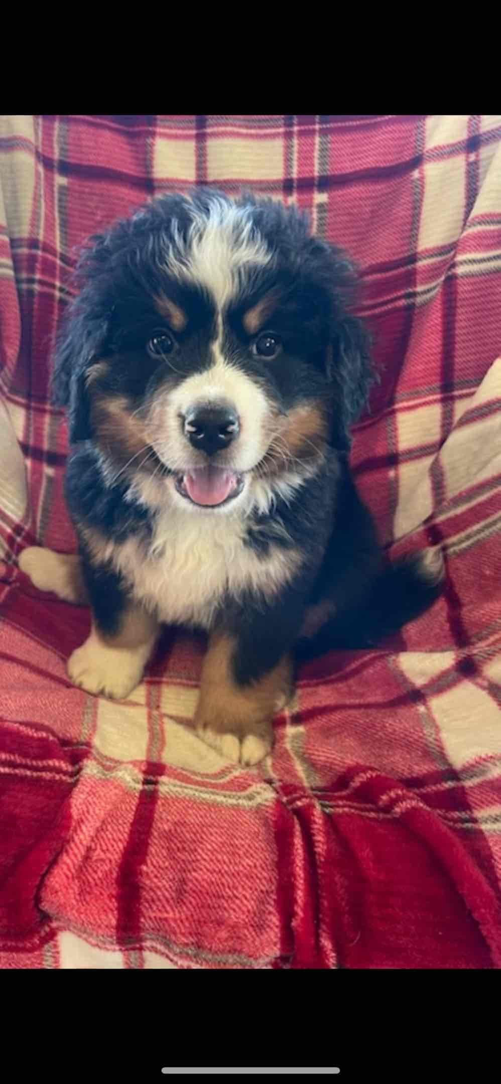 Bernese Mountain Dog Puppies breeder image 5