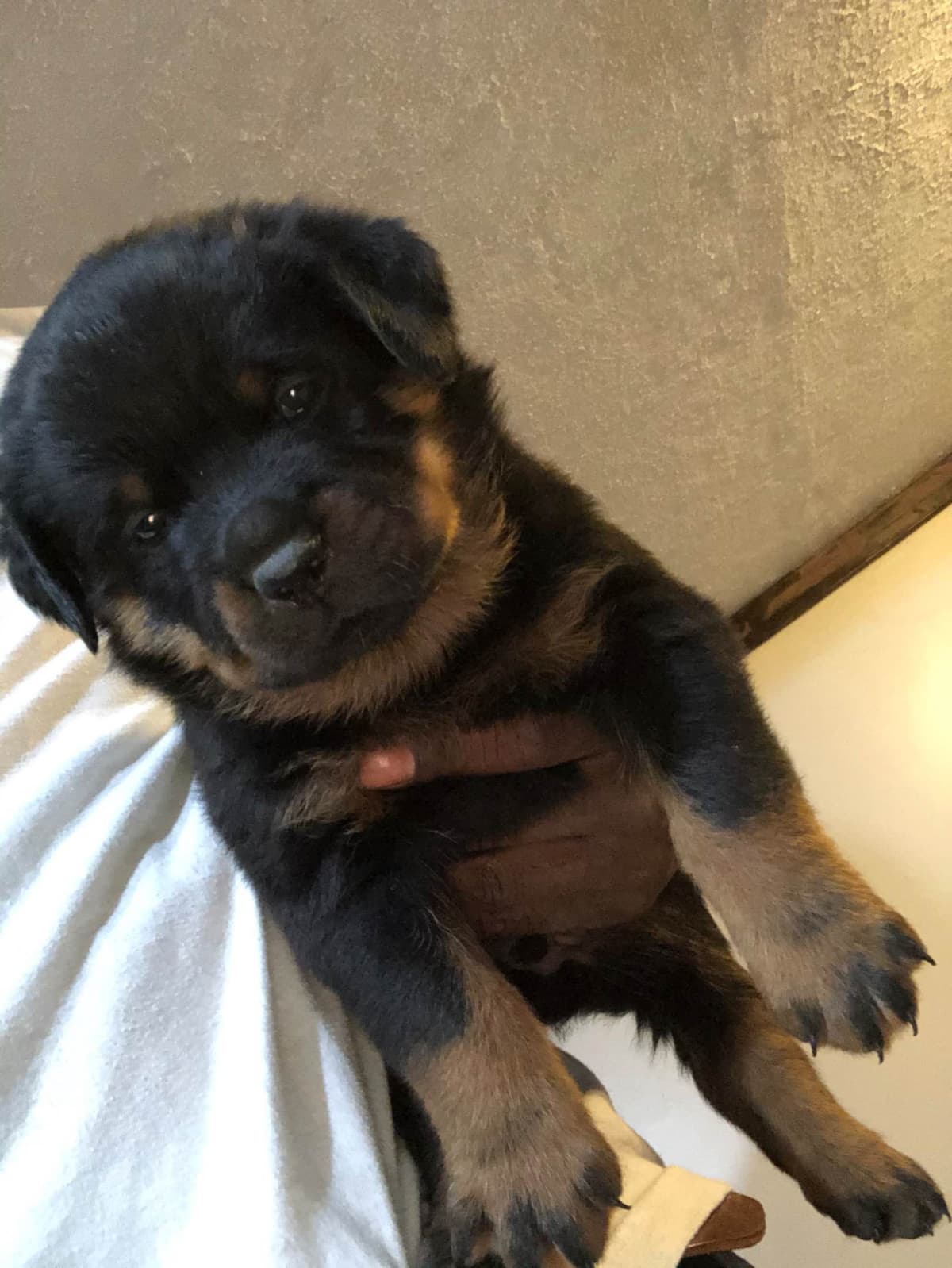 Rottweiler puppies heavy build and superior temperament breeder image 1
