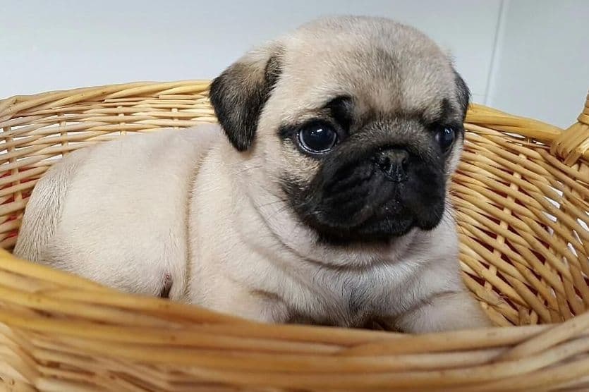 Pug Puppies breeder image 5