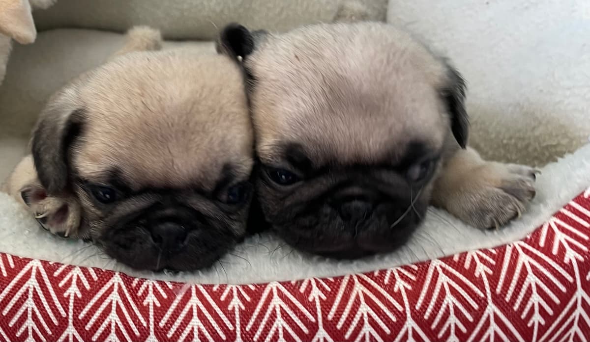 Pug Puppies breeder image 13